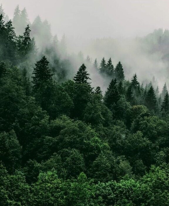 Poziv na pošumljavanje u Tomislavgradu