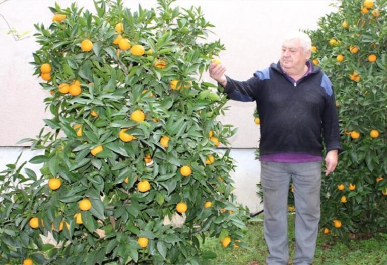 Umirovljenik iz Čapljine u vrtu uzgojio više od tone mandarina i naranača