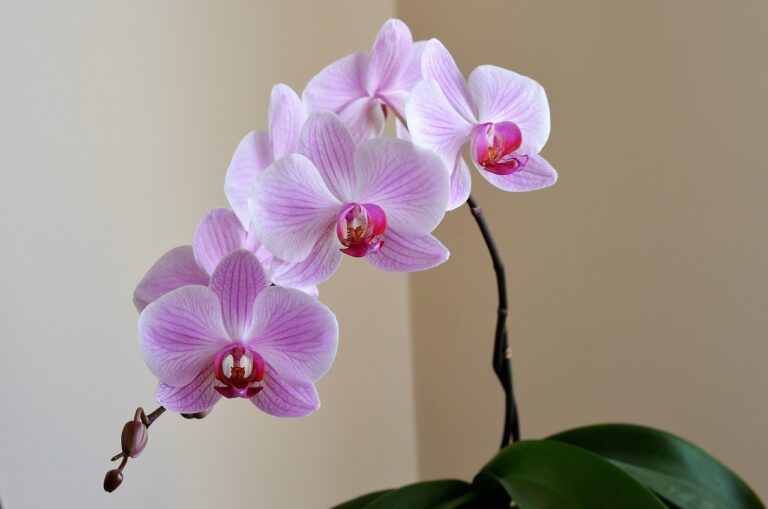 Orhideje: Mnogima poželjne za interijer, ali brzo venu! Evo kako spasiti orhideju koja vene te kako je uzgajati i presaditi
