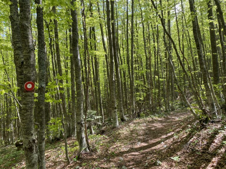 Šumarstvo može biti nositelj razvoja Bosne i Hercegovine