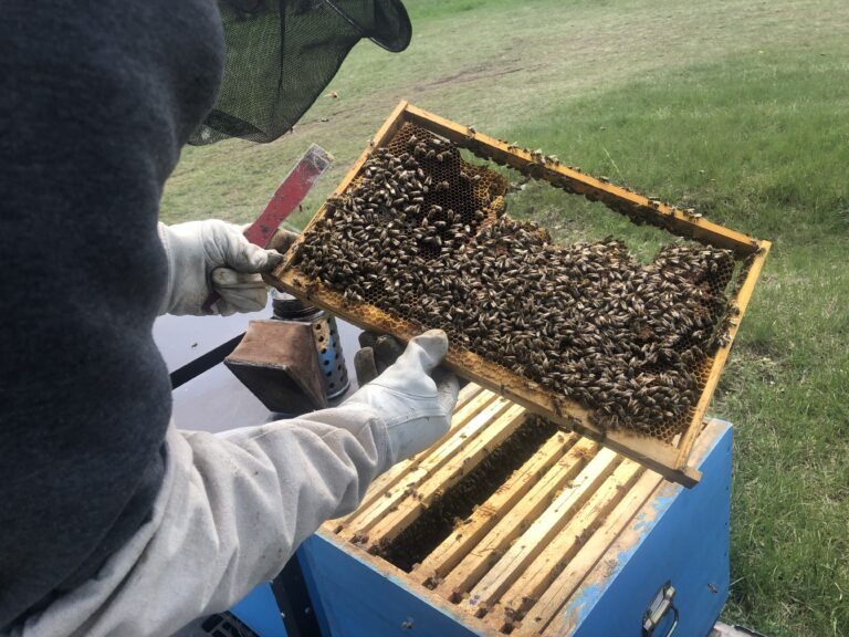 VIDEO: Pčelarstvo na području Livanjskog i Duvanjskog polja