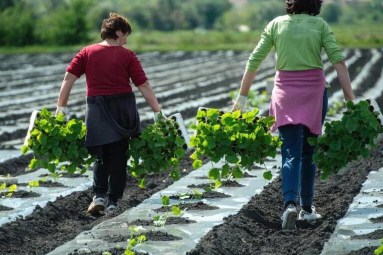 Ugrožena proizvodnja jagoda, meda, trešanja…