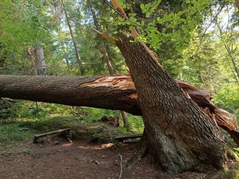 Od oluje stradala ‘kraljica kupreških šuma’