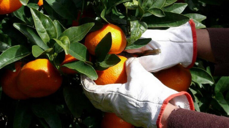 Evo koliko će zaraditi berači mandarina i skladišni radnici u dolini Neretve