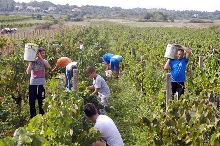 Kako je vinska cesta HercegoVINOM približila BiH Europskoj uniji