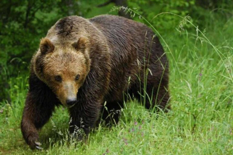 Medvjedi šetaju ulicama Kupresa, lovačka društva nemoćna