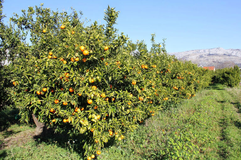 Uskoro počinje berba mandarina u dolini Neretve