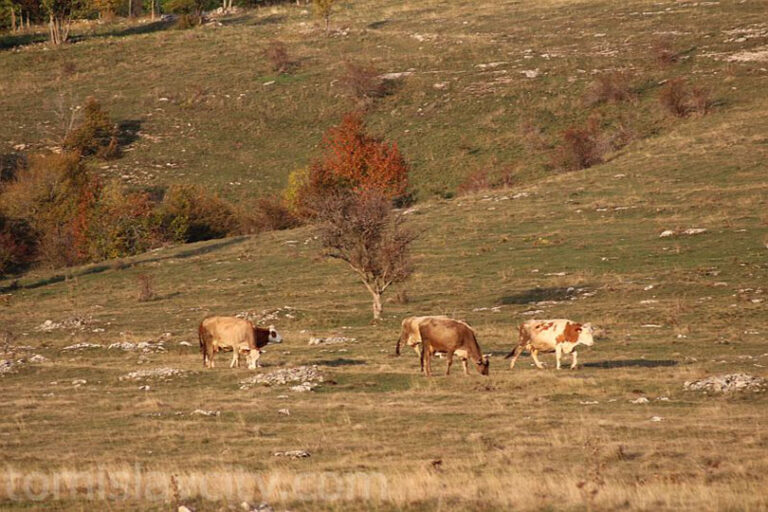 Obavijest korisnicima usluga veterinarskih stanica s područja općine Tomislavgrad