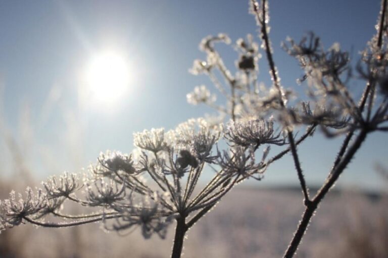 Poljoprivrednici zabrinuti zbog naglog pada temperature, hoće li proljetni mraz uništiti voće?!