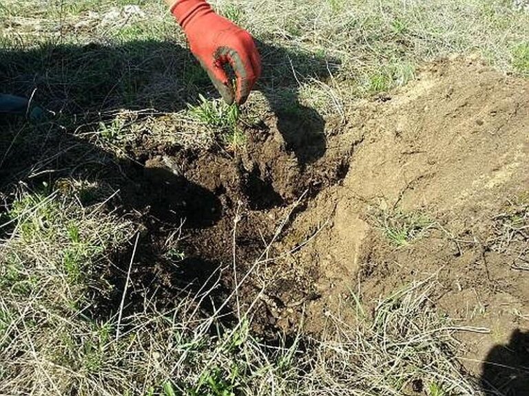 Poziv na pošumljavanje G.J. Vran planine i Ljubuše