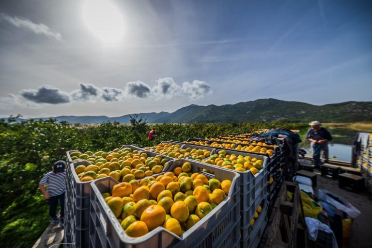 BERBA MANDARINA Urod prepolovljen, kvaliteta izvanredna