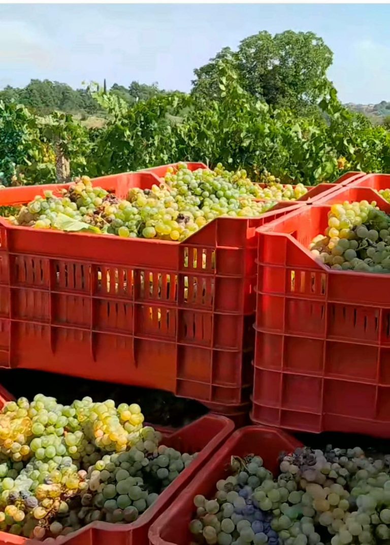 OD BERBE DO PODRUMA, ŠTO RADE BROĆANSKI VINOGRADARI