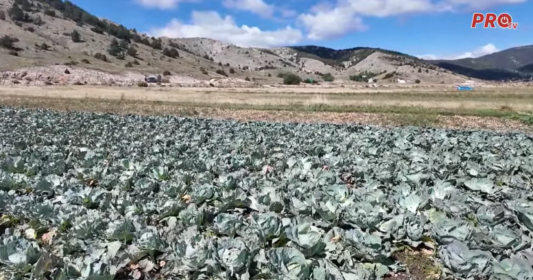 RADOVI U POLJU NAKON LJETNIH VRUĆINA