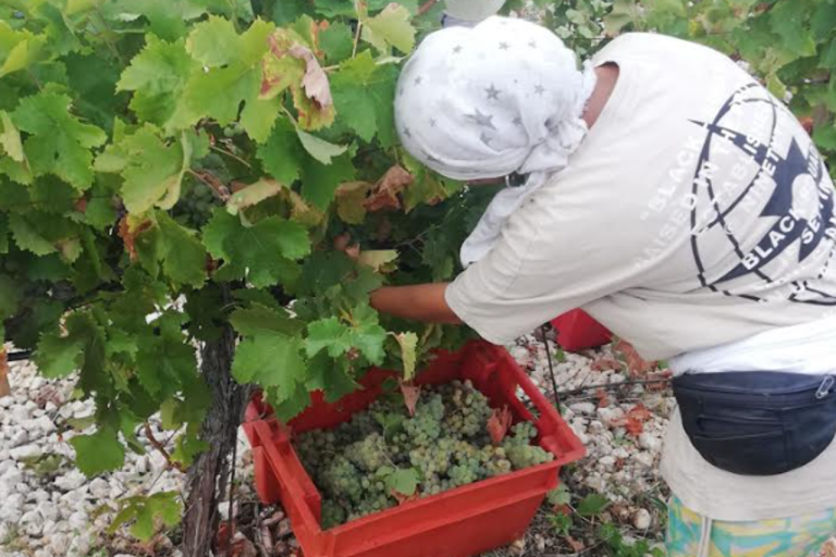 Trganje: Hercegovačke vinarije kupuju led za hlađenje mošta