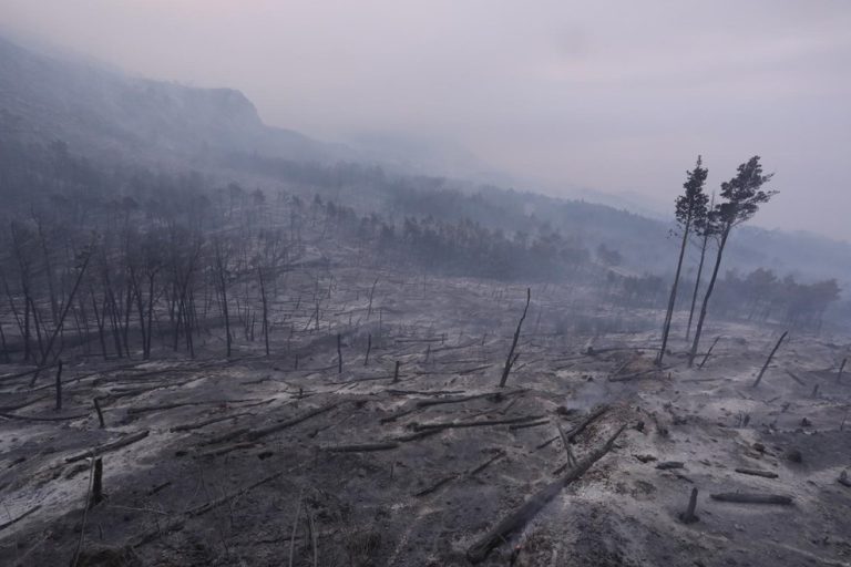 Počela sanacija šume u Parku prirode Biokovo koja je ljetos izgorjela u požaru