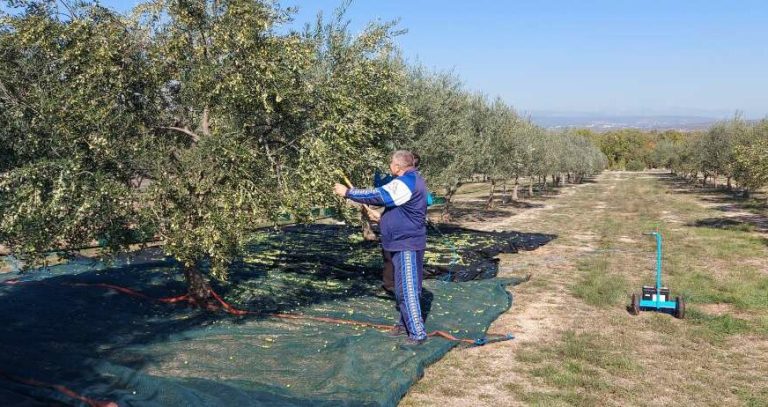 Maslina izvrsno rodila, ali ulja u njoj gotovo i nema.