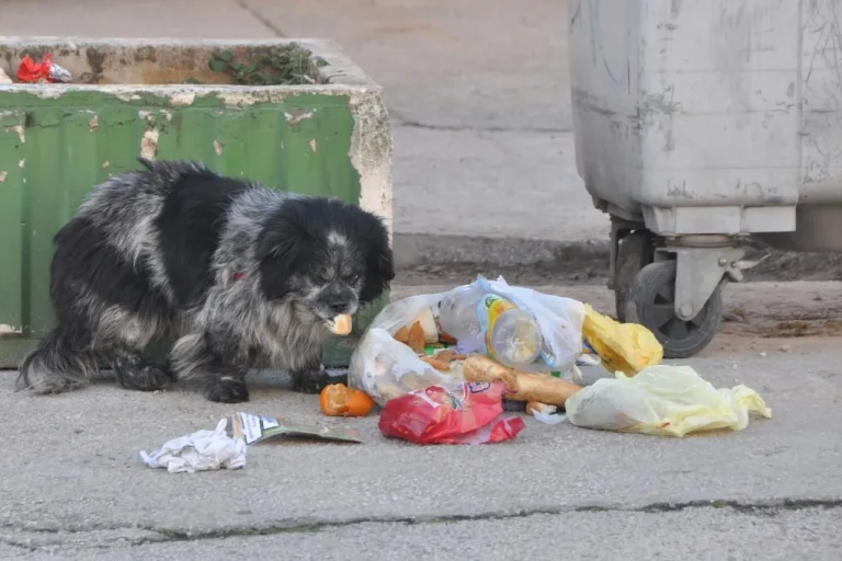 Svaki stanovnik BiH godišnje baci 83 kilograma hrane