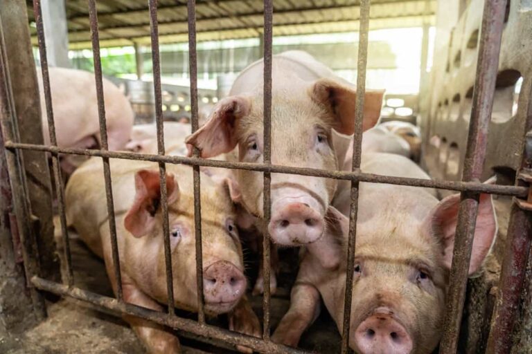 SVINJOKOLJA U HERCEGOVINI Sve manje domaćih svinja, cijena kilograma ide i do 10 KM