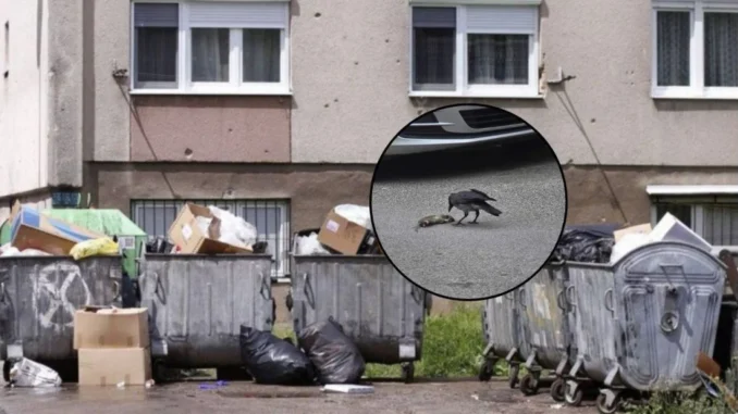 Proglašena epidemija leptospiroze u Kantonu Sarajevo